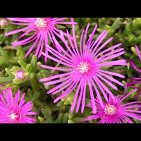 Delosperma Cooperi (fam Aizoacees) (Afrique du sud) (02)